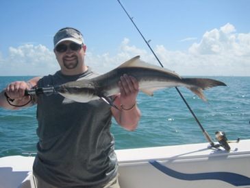 30-inch cobia, released