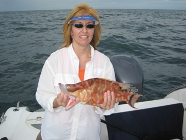 16 1/2 inch hogfish