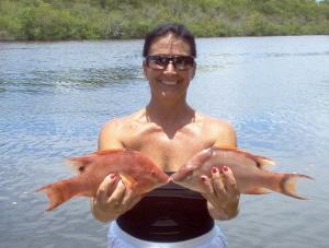 pair of hogfish on shrimp, off Bonita Beach, SW FL