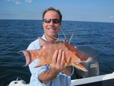 16-inch hogfish