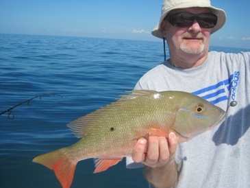 17-inch mutton snapper