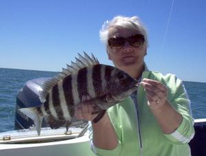17 inch sheepshead on shrimp, offshore