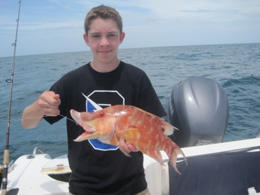 18 1/2-inch hogfish