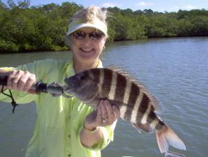 16 inch sheepshead on shrimp, Estero Bay, SW FL