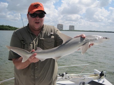 40-inch bonnethead shark