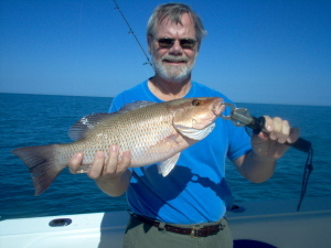 20 inch mangrove snapper
