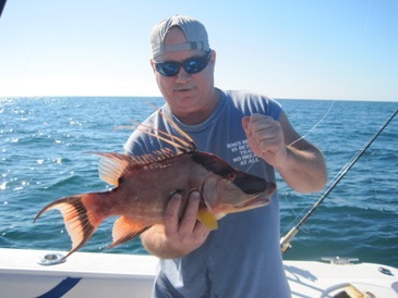 20-inch hogfish