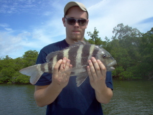 18-inch sheepshead, on shrimp