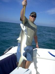 4 ft. bullshark released in 40 ft. off Bonita beach