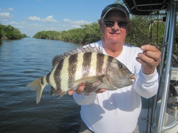 19 1/2-inch sheepshead