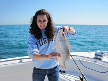 18-inch mangrove snapper