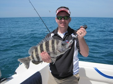 20-inch sheepshead