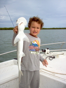 bonnethead shark