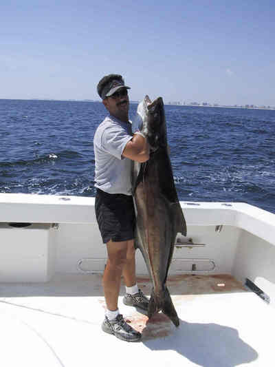 Nice Cobia