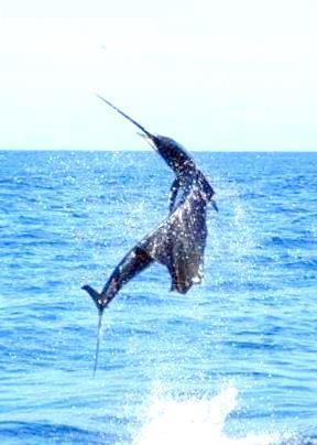 sailfish action shot