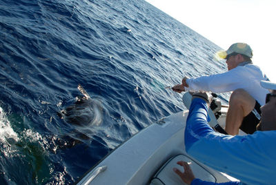 Nice sailfish released on 22' bayboat