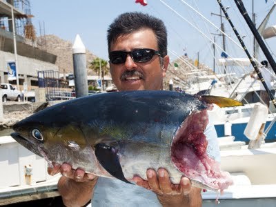 Deckhand Salvador Flores of La Brisa shows off a tuna chomped by a shark as it was being reeled in. Quick thinking Salvador got his revenge though, he tossed back a live bait and hooked the shark which took the angler 40 minutes to bring to the boat; it w