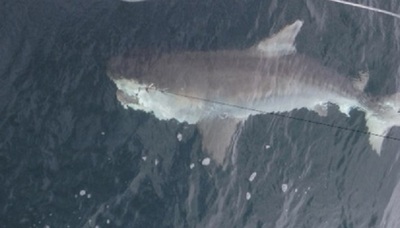 tiger shark