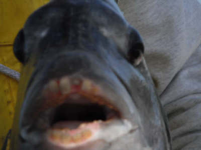 sheephead do have teeth