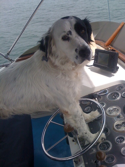 my dog driving boat