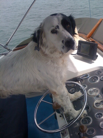 my dog driving boat