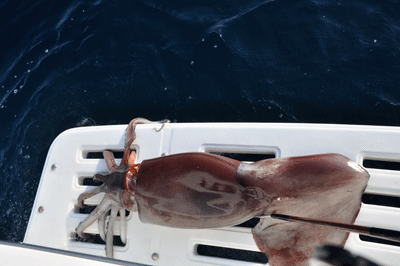 Giant Squid