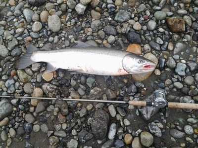 nice 14 lb Steelhead near Vancouver last week