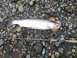 a nice 14 lb Steelhead taken in Feb 2013 near Vancouver, BC