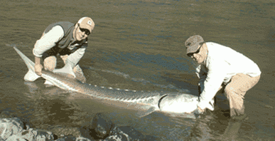 Nice 8+ foot sturgeon