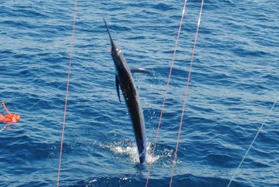 carib tail