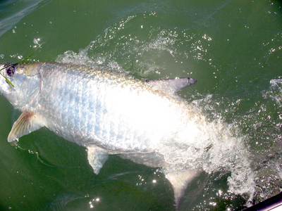 This tarpon took a dead shad in mid Pine Island Sound
