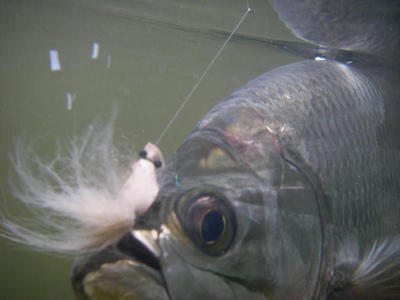 Tarpon like gurglers