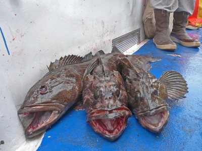 A nice trio of ling's