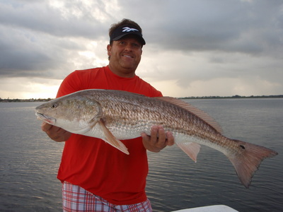 Tampa Bay Bull Redfish!