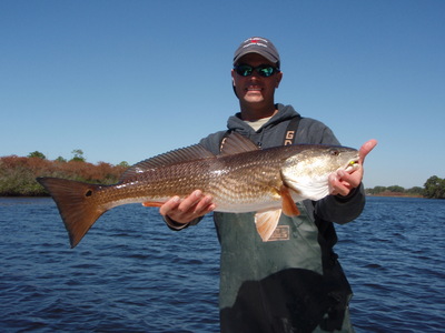 Redfish are getting bigger!