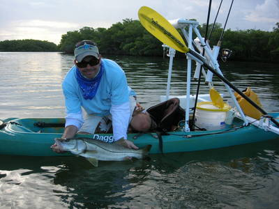 An average sized Snook from southern Tampa Bay