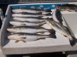 Nice Mess of Trout....