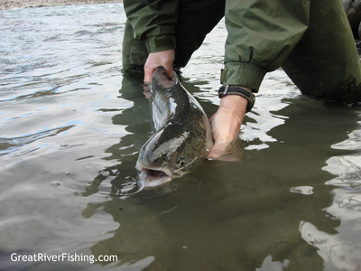 Releasing a chrome Steelie!