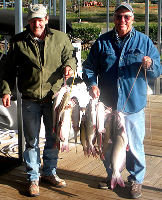 Catfish Active Using Stick!It For Bait