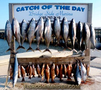 Yellow fin Tuna - Snapper - Dorado