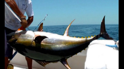 Dennis hauls in a beauty