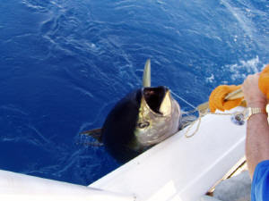 yellowfin tuna