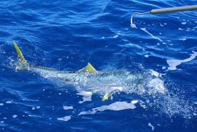 Lost this 15kg one right at the boat